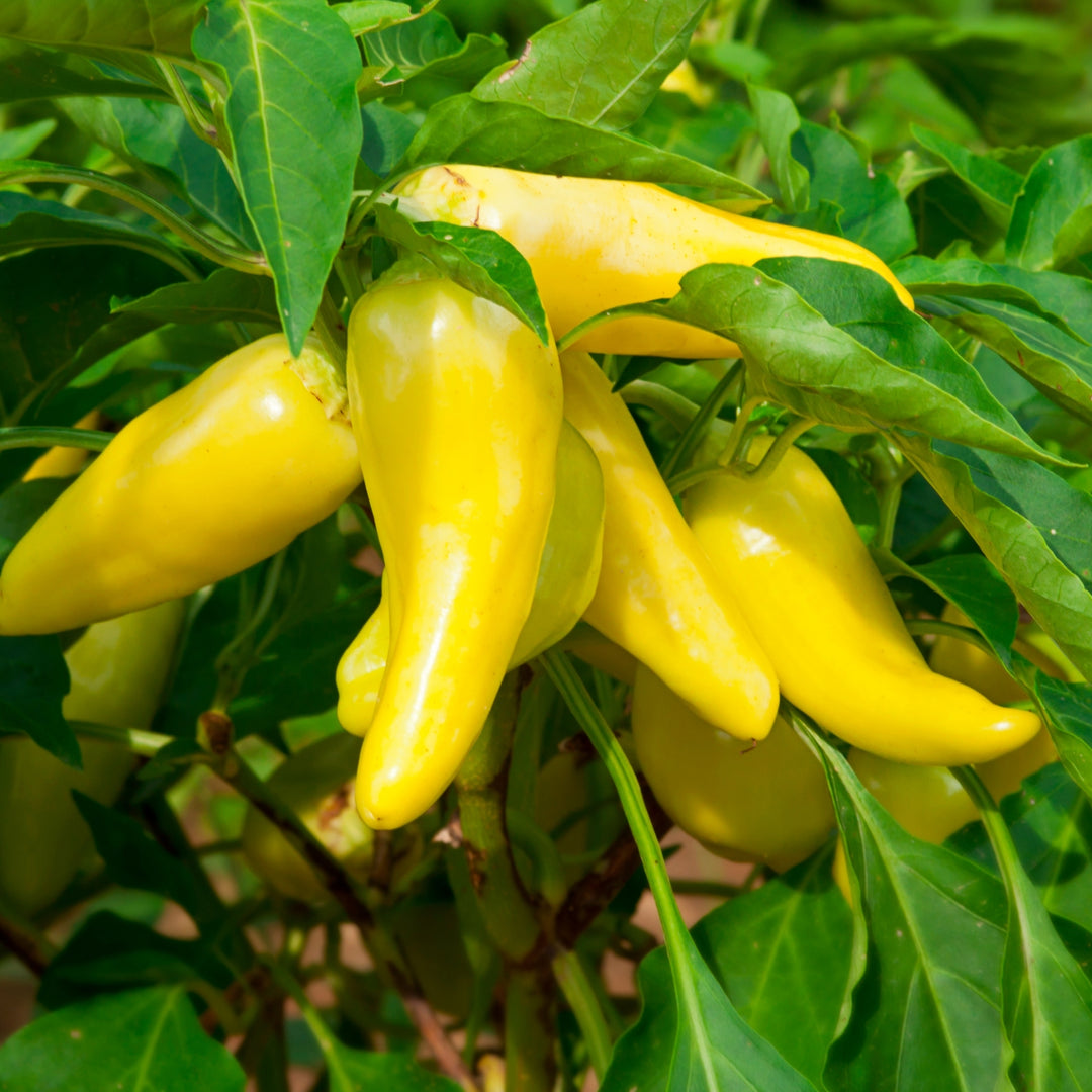 Sweet Pepper Sweet Banana Seeds