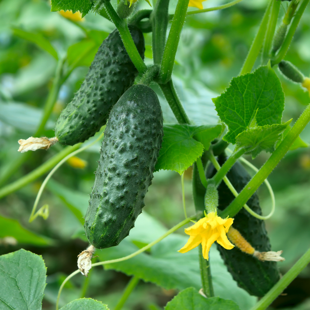 Beit Alpha Cucumber Seeds